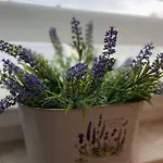 Lavendel 3*